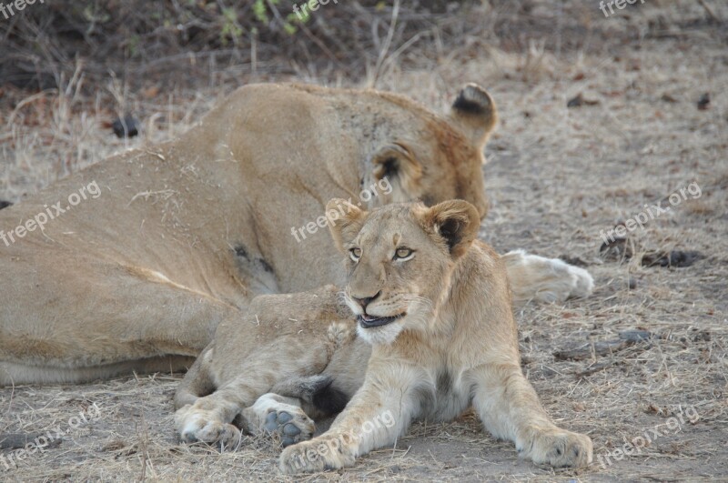 Lion Cub Wildlife Animal Young