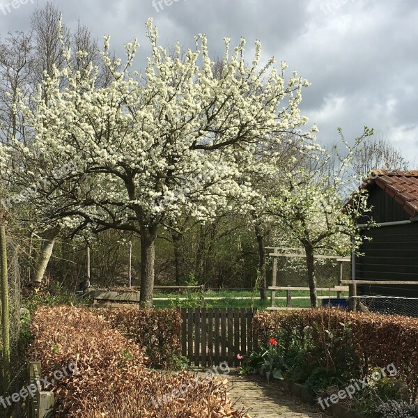 Spring Blossom Tree White Blossoms Free Photos