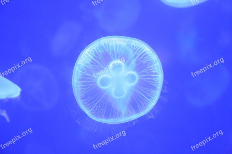 Jellyfish Small Animals Marine Free Photos