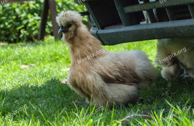 The Hen Hairy Silka Crane Free Photos