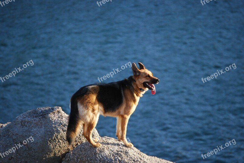 Dog Sea Rocks Animal Corunna