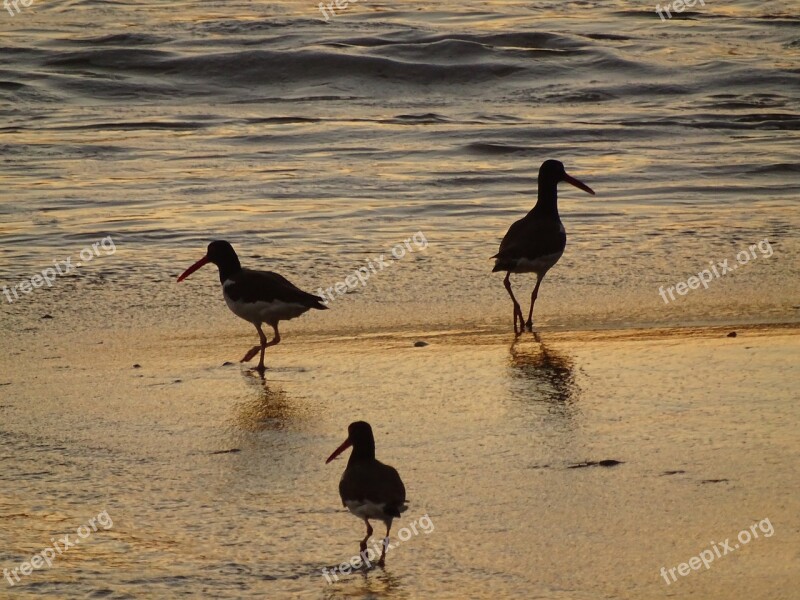 Seagulls Birds Mar Beach Bird