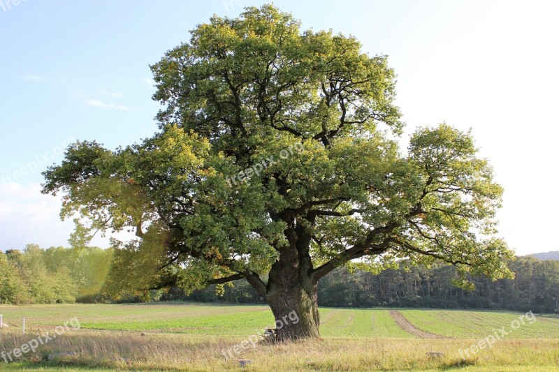 Oak Tree Old Oak Sky Free Photos