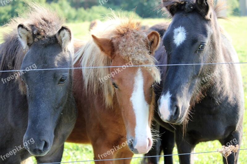 Horses Horse Head Pferdeportrait Free Photos