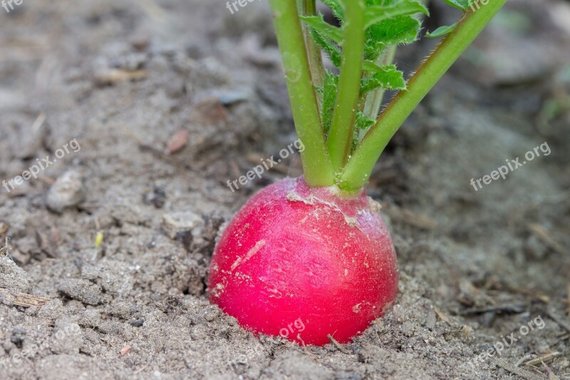 Radish Vegetables Red Radish Food Bio