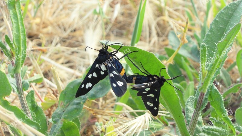 Butterfly Pairing Pair Nature Reproduction