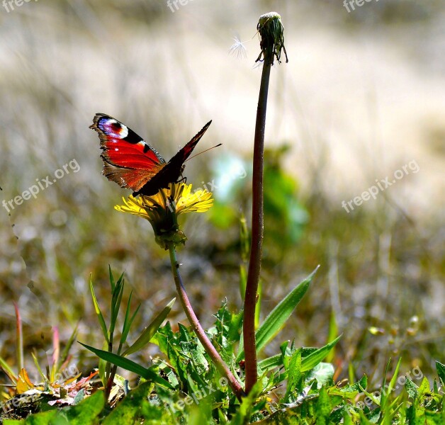 Butterfly Butterflies Insect Close Up Nature