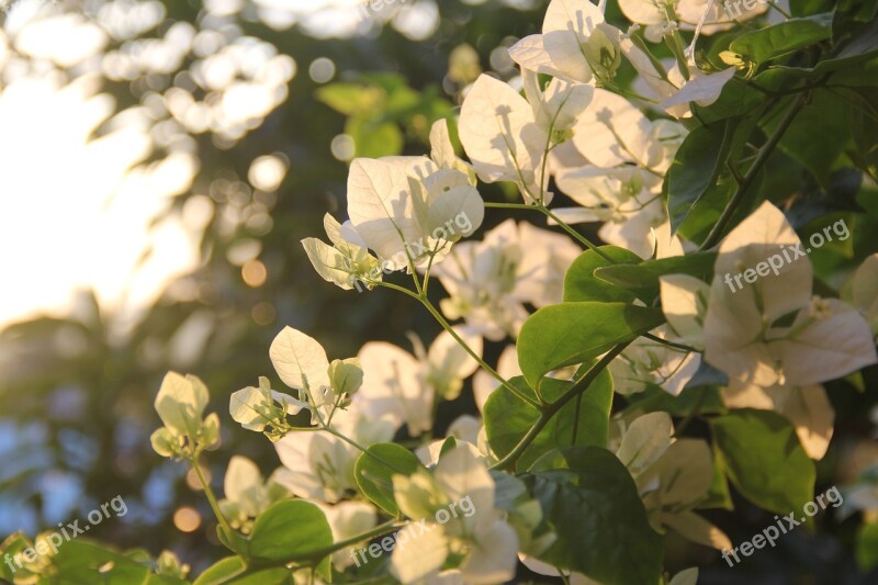 Flowers Plant Bougainvillea Nature Garden