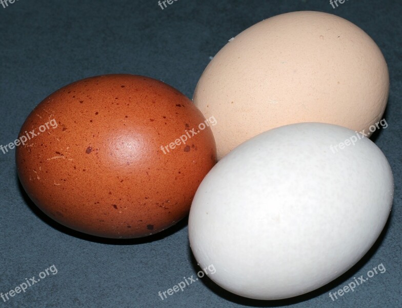 Egg Hen's Egg Color Chicken Eggs Food