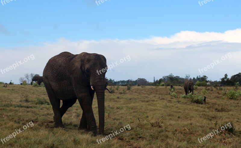 Elephant Pachyderm Africa Animal Proboscis