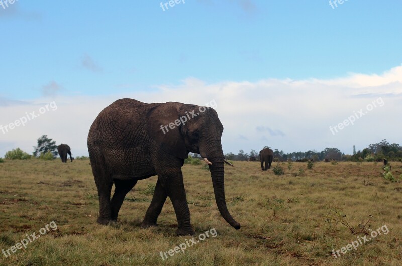 Elephant Pachyderm Africa Animal Proboscis