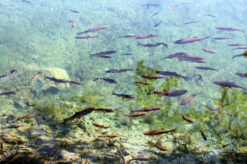 Fish Water Clear Fish Swarm Nature