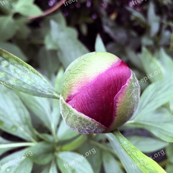 Peony Peonies Flo Flower Plant