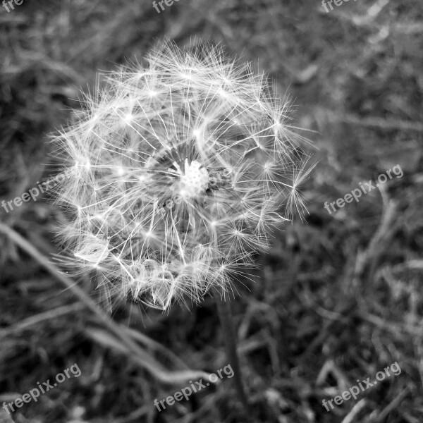 Dandelion Grass Nature Green Spring