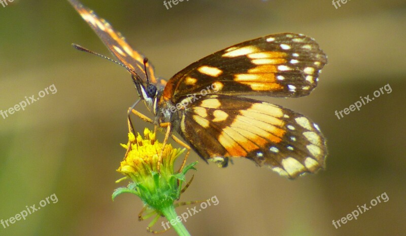 Butterfly Pollen Flower Yellow Insect