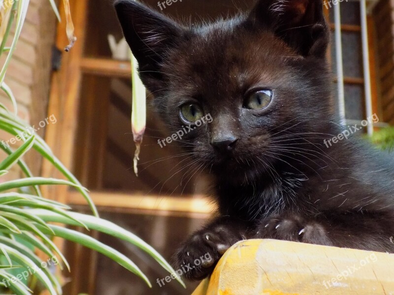 Cat Black Pet Kitten Observing