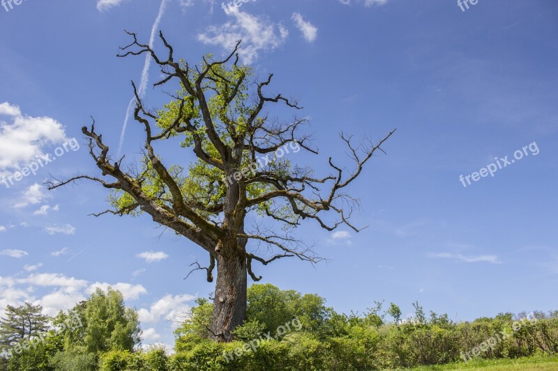 Oak Tree Old Tree Old Oak Aesthetic