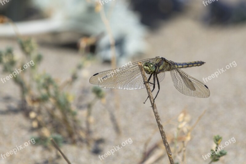 Dragonfly Insect Wing Flight Insect Free Photos