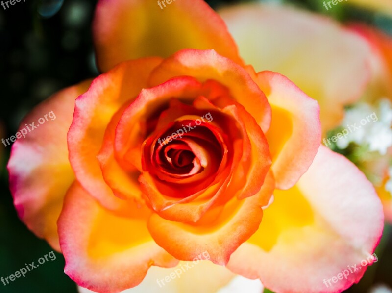 Rose Yellow Red Orange Flower