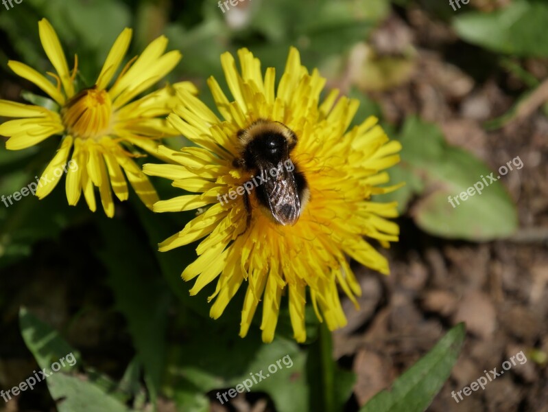 Dandelion Bee Yellow Pollen Honey Bee