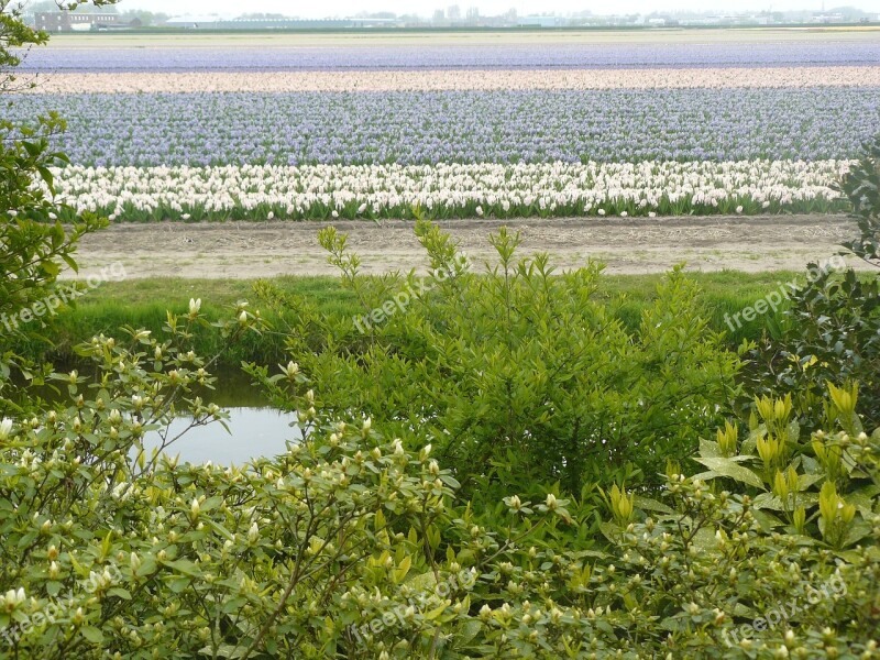 Landscape Keukenhof Dutch Landscape Tulips Holland