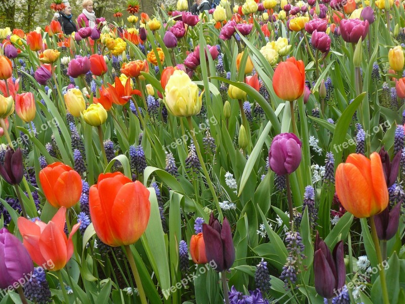 Bulbs Spring Mixed Tulip Fields Keukenhof