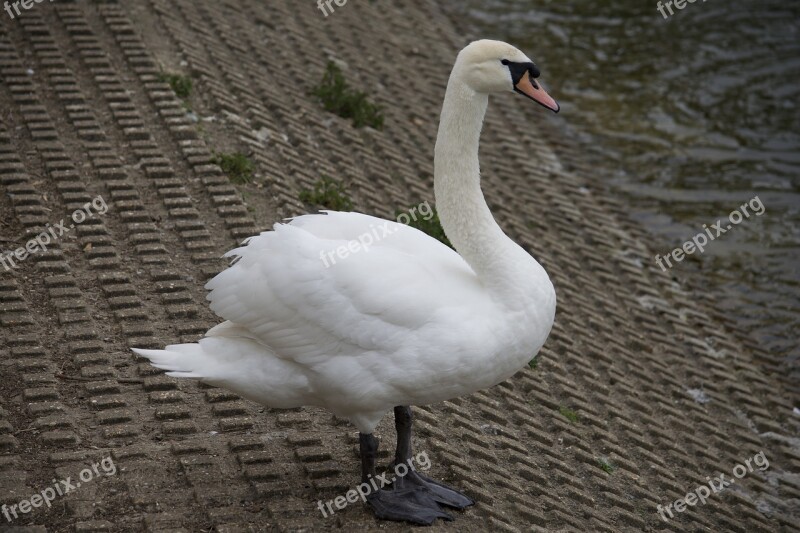 Swan Bird Nature White Wildlife