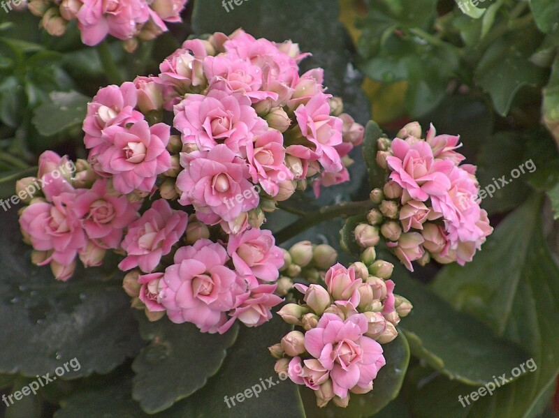 Kalanchoe Crassulaceae Pink Drop Water