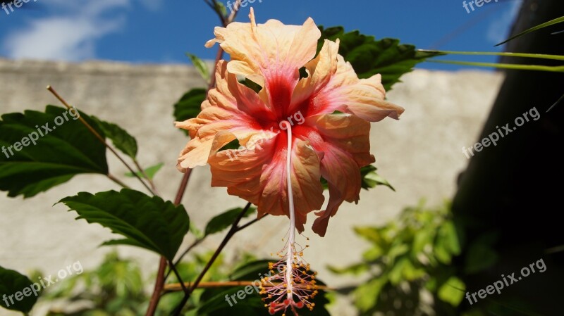 Hibiscus Blossom Bloom Rose Pistil