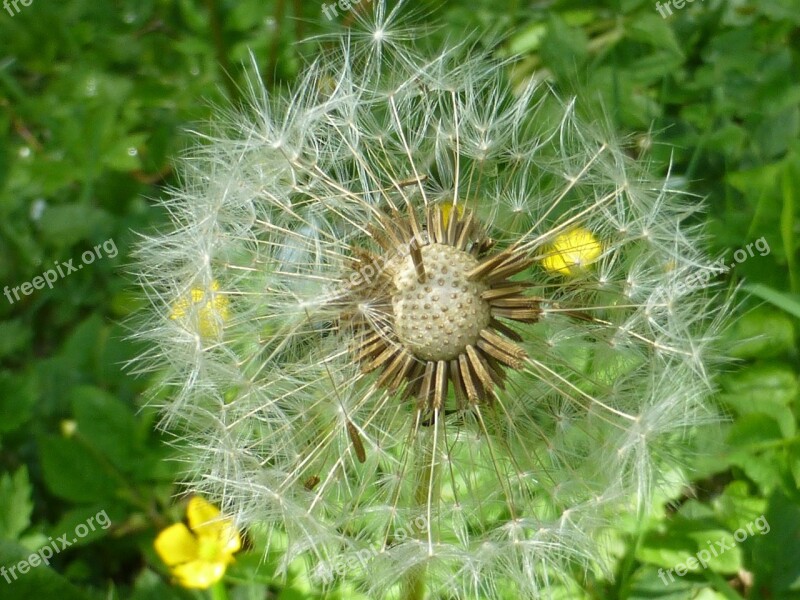 Dandelion Faded Umbrella Free Photos