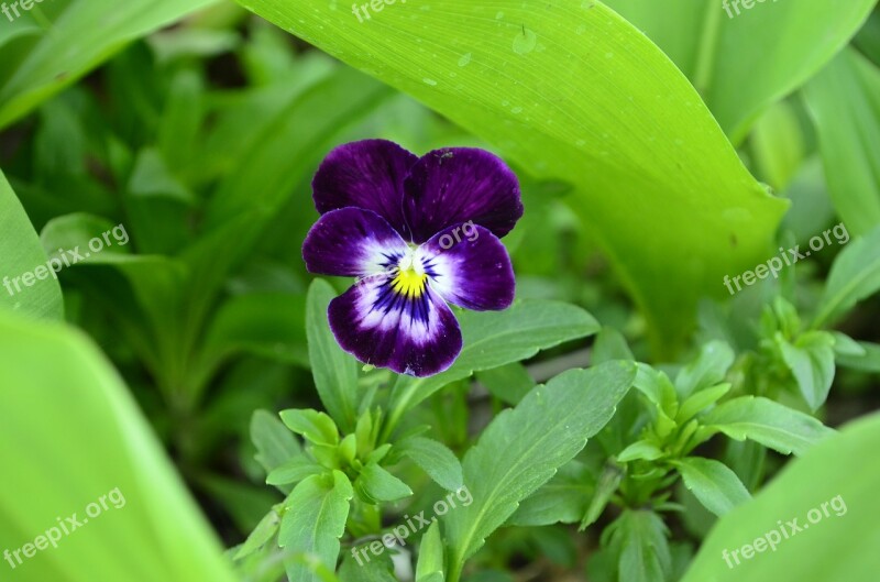 Annie Violet Purple Flower Anythiny Eyes