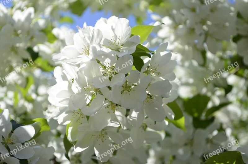 Apple Blossoms Spring Tree Flowering Tree Apple Flower