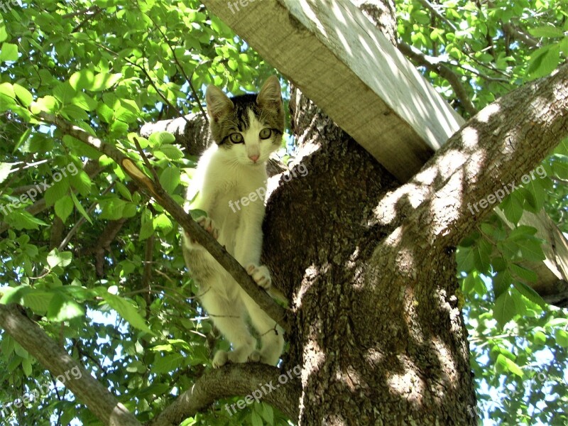 Cat Kitten Tree Cute Nature