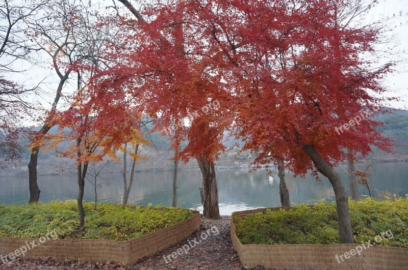 Maple Wood Nami Gangwon Do Chuncheon