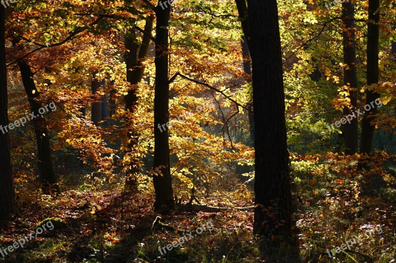 Autumn Forest Trees Away Nature