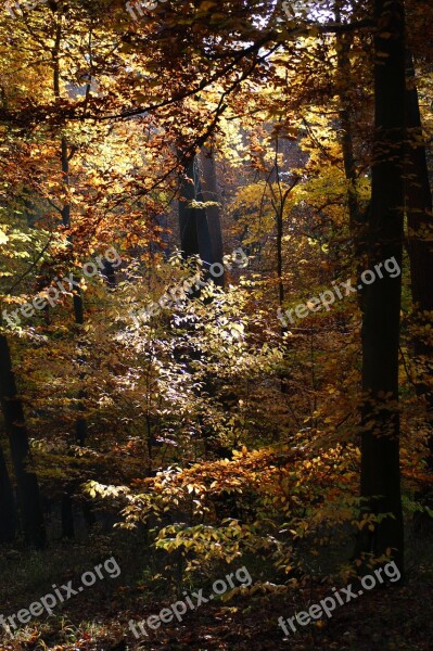 Autumn Forest Trees Away Nature