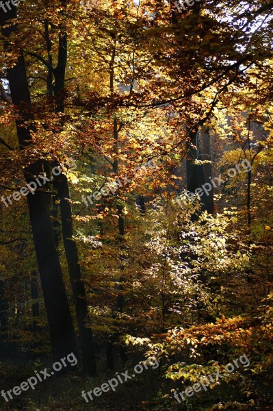 Autumn Forest Trees Away Nature