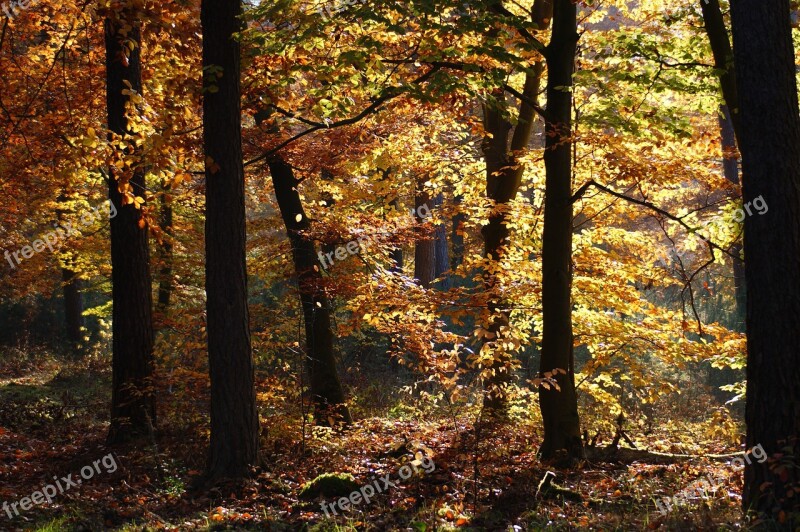 Autumn Forest Trees Away Nature