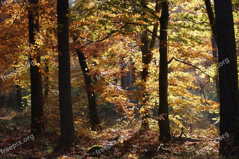 Autumn Forest Trees Away Nature