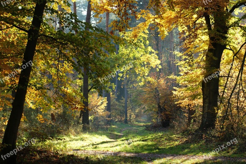 Autumn Forest Trees Away Nature