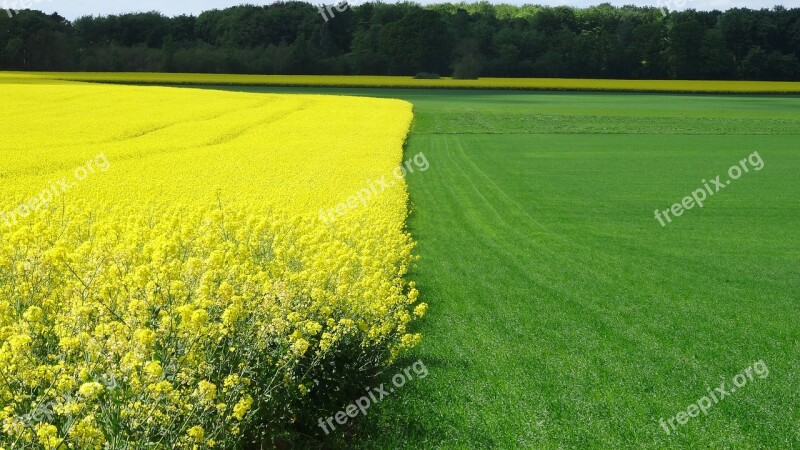 Rapeseed Field Grass Field Landscape Free Photos