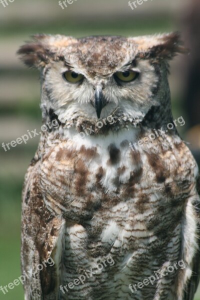 Owl Feather Falconer Bird Beak