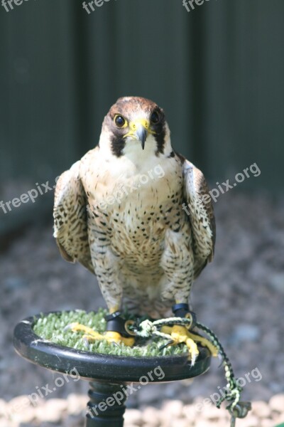 Bird Prey Beak Falconer Hunter