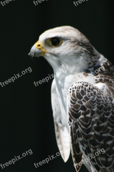 Bird Prey Beak Falconer Hunter