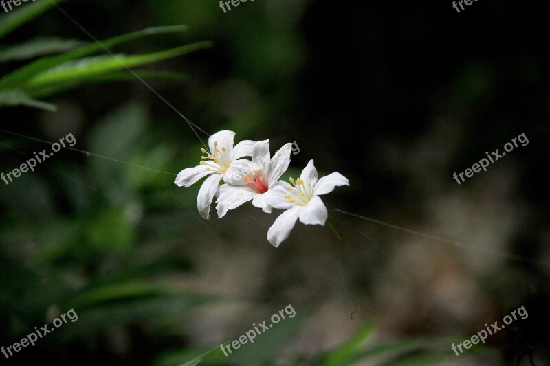 Tung Flowers White Playboy Spider Hex Suspension