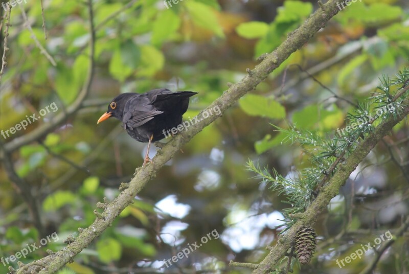 Blackbird Songbird Bird Nature Plumage