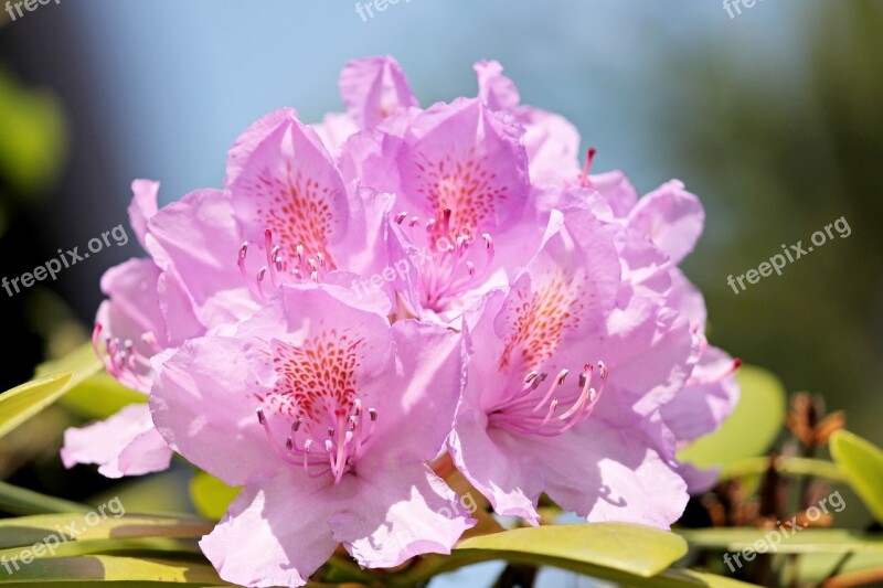 Rhododendron Blossom Bloom Violet Flower