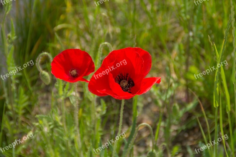 Flora Flowers Of The Field Red Poppy Free Photos