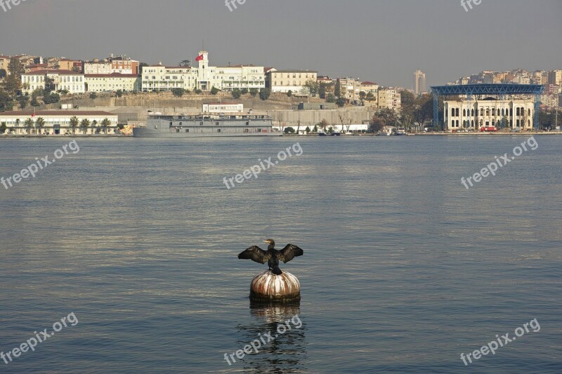 Istanbul Nature Bird Cormorant City