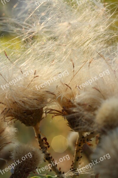 Plant Macro Nature Flower Yellow